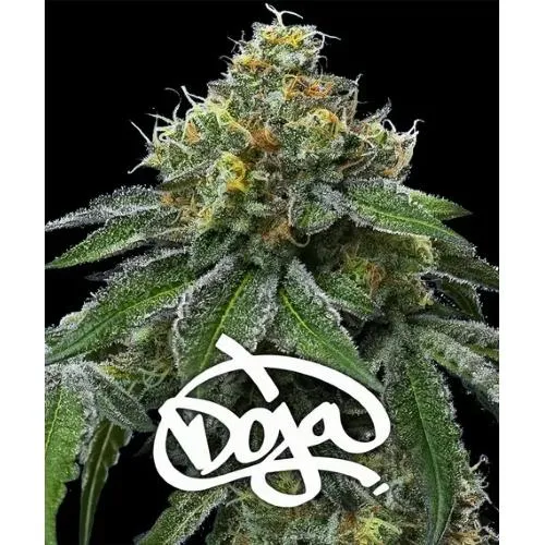 BARNEY'S FARM - RS11 X BANANA OG - ESCLUSIVA DOJA - 5 SEMI