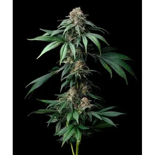 BARNEY'S FARM - MENDO BREATH - 3 SEMI