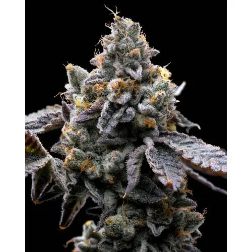 BARNEY'S FARM - BISCOTTI OGM - 3 SEMI