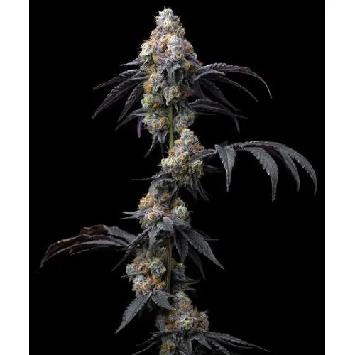 BARNEY'S FARM - SORBETTO ARCOBALENO - 5 SEMI