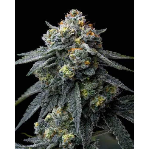BARNEY'S FARM - GELOSIA - 10 SEMI