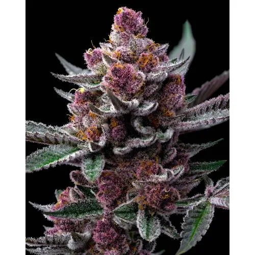 BARNEY'S FARM - CHERRY POPPERS - 10 SEMI