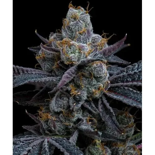 BARNEY'S FARM - WHITE RUNTZ - 3 SEMI