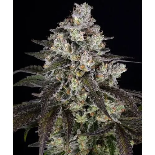 BARNEY'S FARM - TRAINWRECK - 5 SEMI