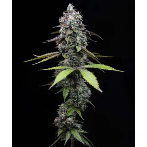 BARNEY'S FARM - ZOAP - 3 SEMI