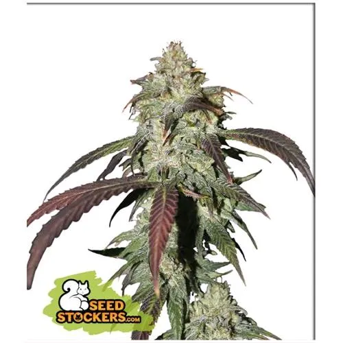 STOCKERS DI SEMI - CBD NORTHERN LIGHTS FEM - 3 SEMI