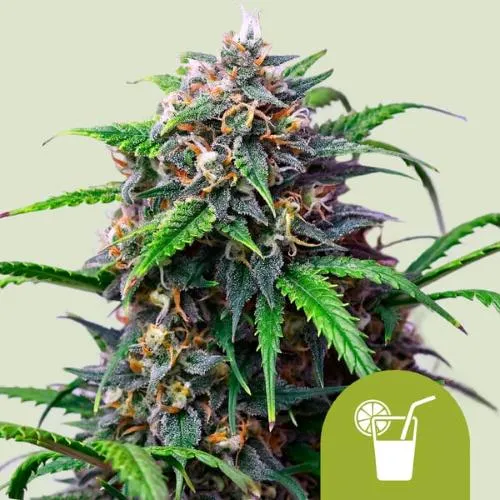 NOVITÀ - ROYAL QUEEN SEEDS X TYSON - CORKSCREW AUTO - 10 SEMI