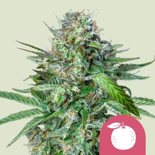 NOVITÀ - ROYAL QUEEN SEEDS - TANGIE FEM - 10 SEMI