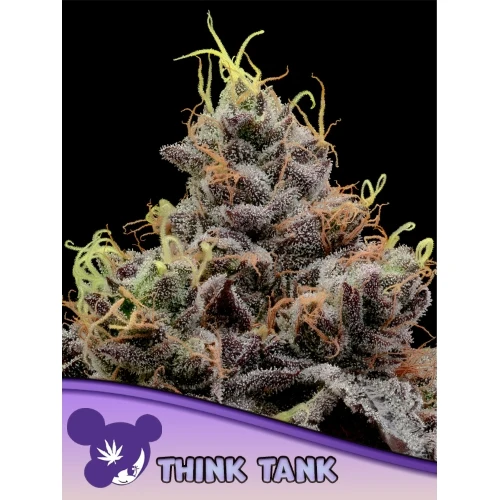 SEMI DI ANESIA - THINK TANK FEM - 3 SEMI