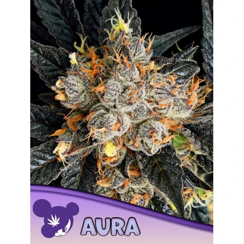 SEMI DI ANESIA - AURA FEM - 5 SEMI