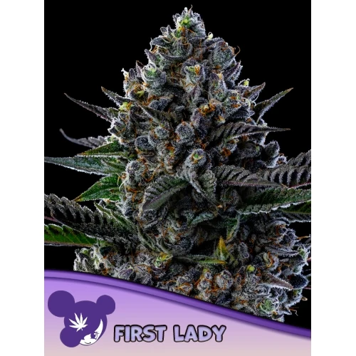 SEMI DI ANESIA - FIRST LADY FEM - 5 SEMI