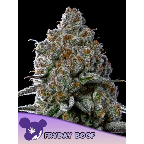 SEMI DI ANESIA - FRIDAY BOOF FEM - 10 SEMI