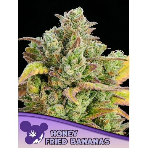 ANESIA SEEDS - BANANE FRITTE AL MIELE FEM - 5 SEMI