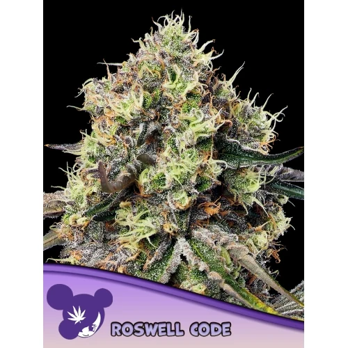 SEMI DI ANESIA - ROSWELL CODE FEM - 10 SEMI