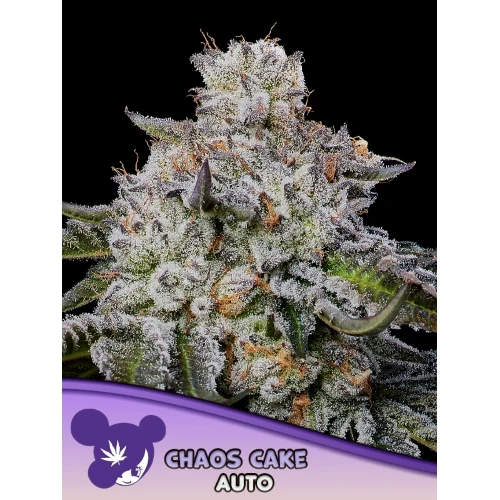 ANESIA SEEDS - CHAOS CAKE AUTO - 10 SEMI