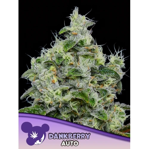 SEMI DI ANESIA - DANKBERRY AUTO - 5 SEMI