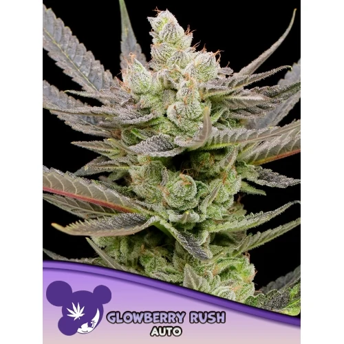 SEMI DI ANESIA - GLOWBERRY RUSH AUTO - 3 SEMI