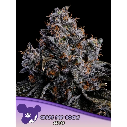 SEMI DI ANESIA - GRAPE POP ROCKS AUTO - 3 SEMI