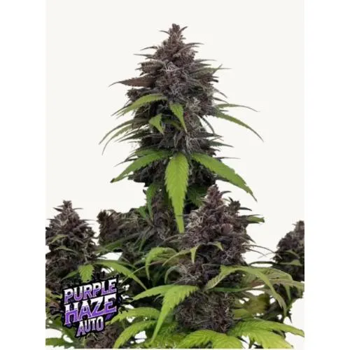FAST BUDS - PURPLE HAZE AUTO - 1 SEME