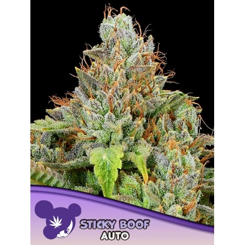 SEMI DI ANESIA - STICKY BOOF AUTO - 10 SEMI