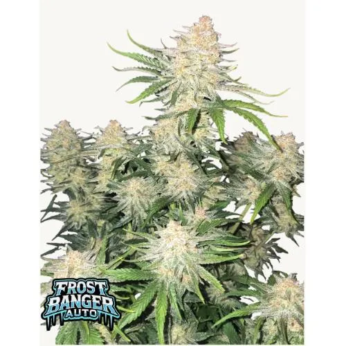 FAST BUDS - FROSTBANGER AUTO - 1 SEME