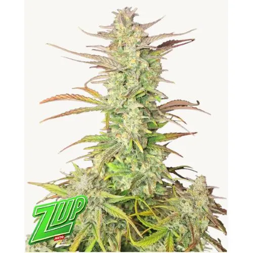 FAST BUDS - Z-UP AUTO - 25 SEMI
