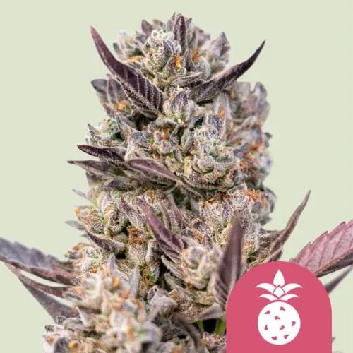 ROYAL QUEEN SEEDS - TROPICANA COOKIES PURPLE FEM - 3 SEMI