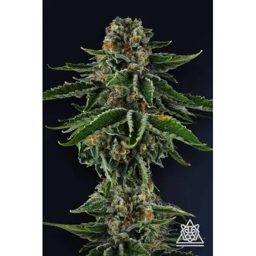 COMPOUND GENETICS - MR JONES FEM - 7 SEMI