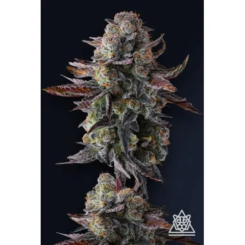 GENETICA COMPOSTA - GRAPAYA FEM - 7 SEMI