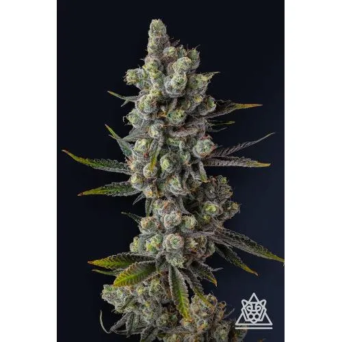 COMPOUND GENETICS - CELLAR STASH FEM - 7 SEMI