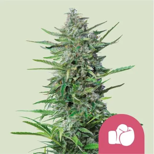 ROYAL QUEEN SEEDS - PURPLE PUNCH FEM - 1 SEME