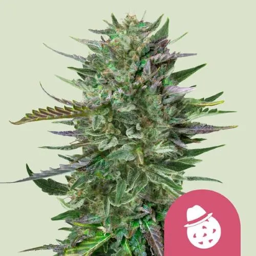 ROYAL QUEEN SEEDS - DO SI DOS FEM - 10 SEME