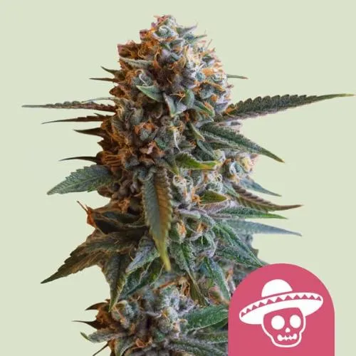 ROYAL QUEEN SEEDS - MEXICAN RUSH FEM - 3 SEME