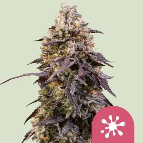 SEMI ROYAL QUEEN - STICKY QUEEN FEM - 10 SEMI