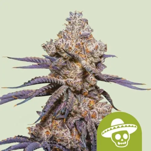 ROYAL QUEEN SEEDS - MEXICAN RUSH AUTO - 3 SEMI