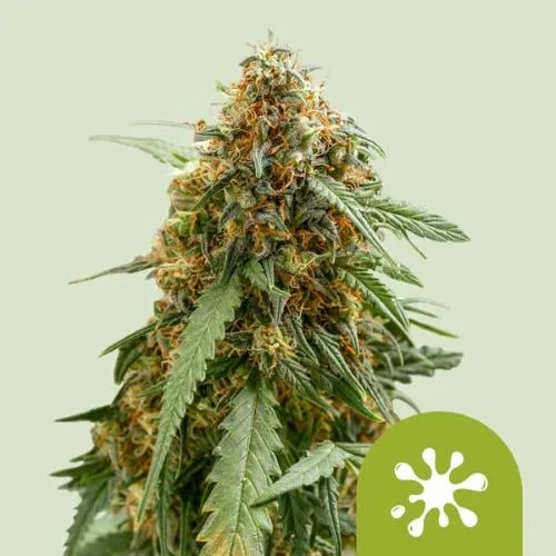 ROYAL QUEEN SEEDS - STICKY QUEEN AUTO - 5 SEMI