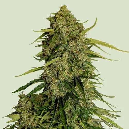 ROYAL QUEEN SEEDS - IBRIDI F1 - ATLAS F1 AUTO - 5 SEMI