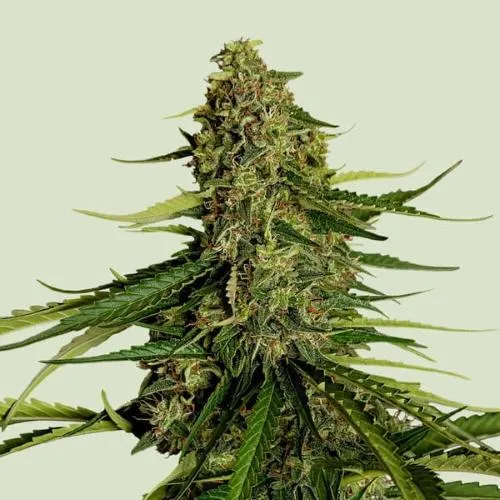 ROYAL QUEEN SEEDS - IBRIDI F1 - GAIA F1 AUTO - 10 SEMI