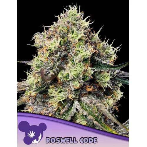 SEMI DI ANESIA - ROSWELL CODE FEM - 5 SEMI