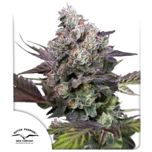 DUTCH PASSION - CANDY BUBATZ XL FEM - 10 SEMI