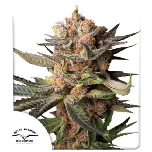 DUTCH PASSION - AUTO FROZEN BISCOTTI - 3 SEMI