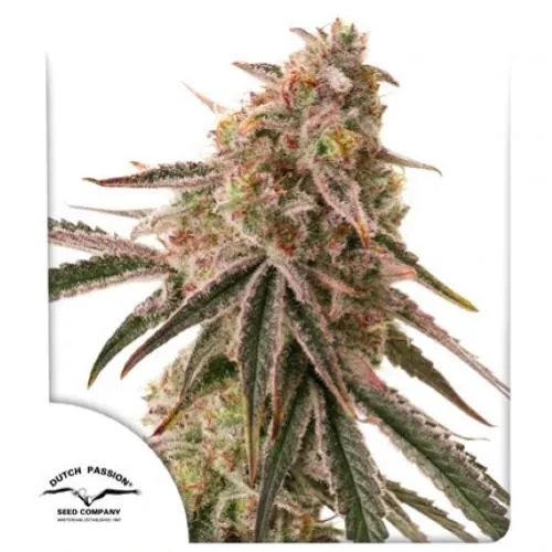 DUTCH PASSION - FROZEN BISCOTTI FEM - 10 SEMI
