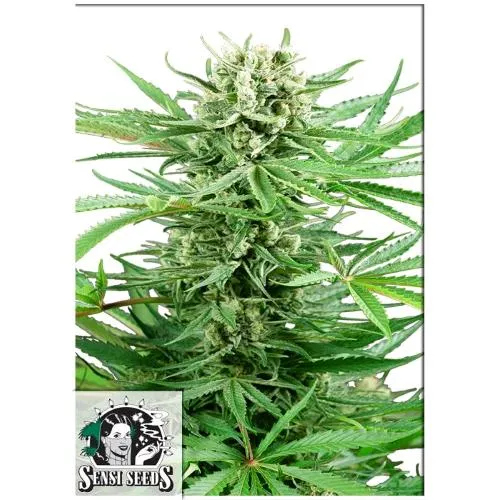 SEMI SENSI - PAPI CHULO OG FEM - 10 SEMI