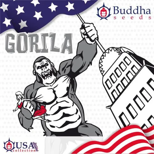 SEMI DI BUDDHA - GORILA FEMMINILE - BLISTER 10 SEMI
