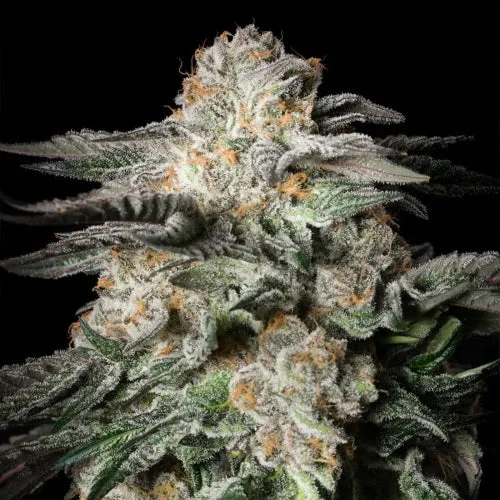 SILENT SEEDS - MINT CANDY FEM - 5 SEMI