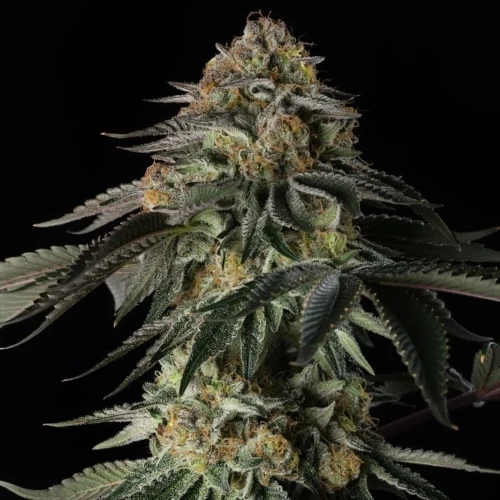 SILENT SEEDS - RAINBOW GAS FEM - 5 SEMI