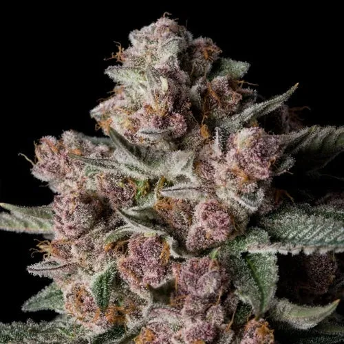 SILENT SEEDS - TROPICAL JAM FEM - 10 SEMI